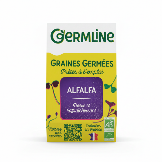 Pousses alfalfa germés